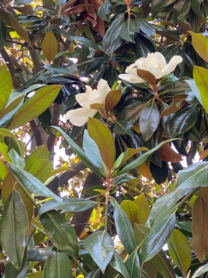مبيت وإفطار سانتا مارغريتا ليغور Le Magnolie المظهر الخارجي الصورة